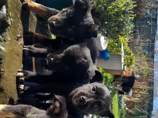 Mixed Breed dogs Collie cross Kelpie Puppies - Advert 4