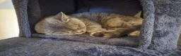 British Shorthair cats for sale: British shorthair kittens in Pwllheli - Advert 2