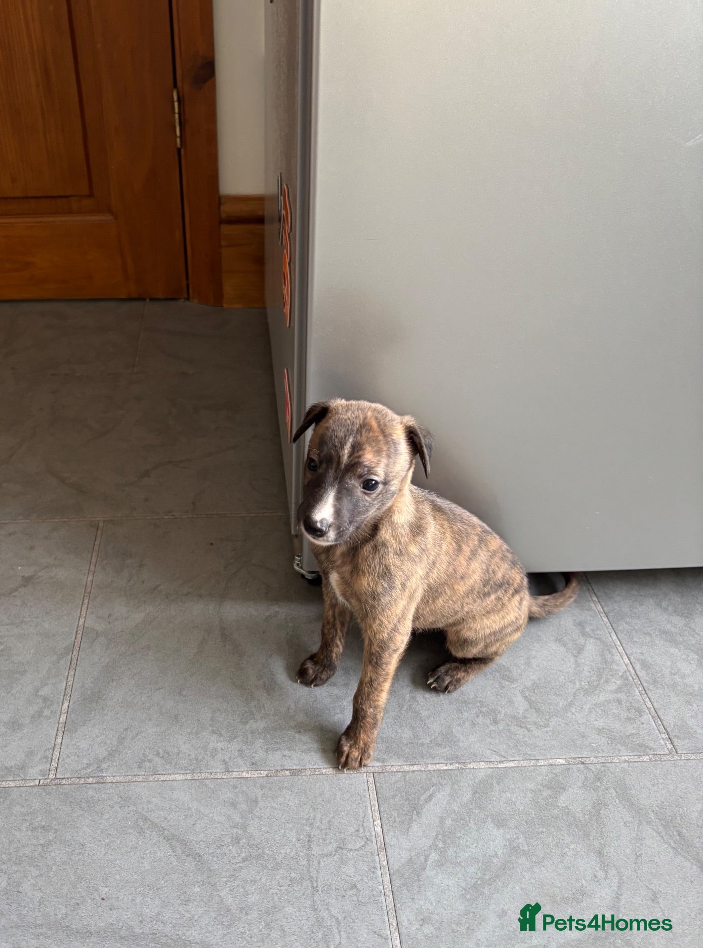 Whippet dogs Quality Whippet puppies.  - Advert 1