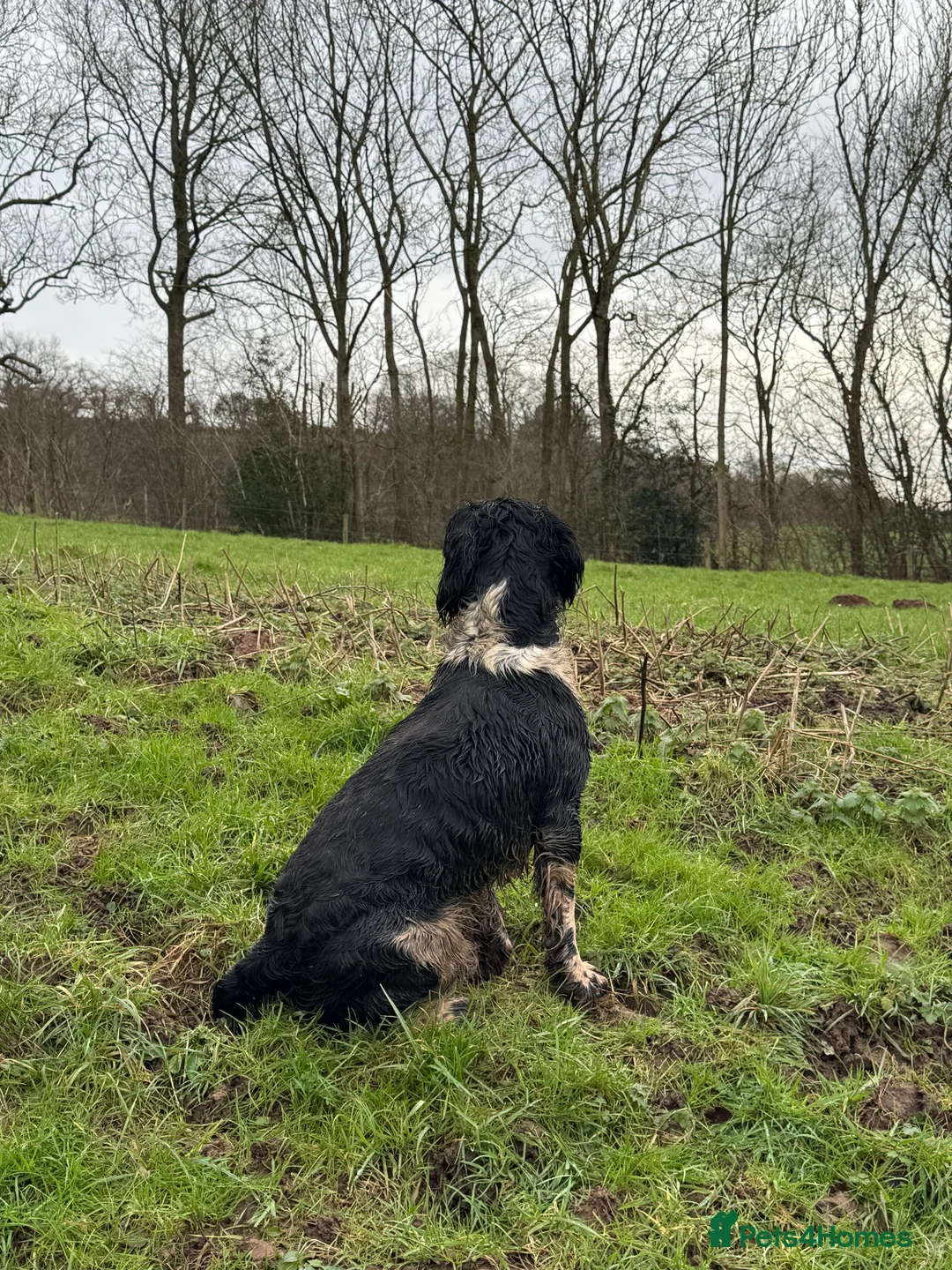 English Springer Spaniel dogs for stud: Old fashion stamp Springer available for stud - Advert 2