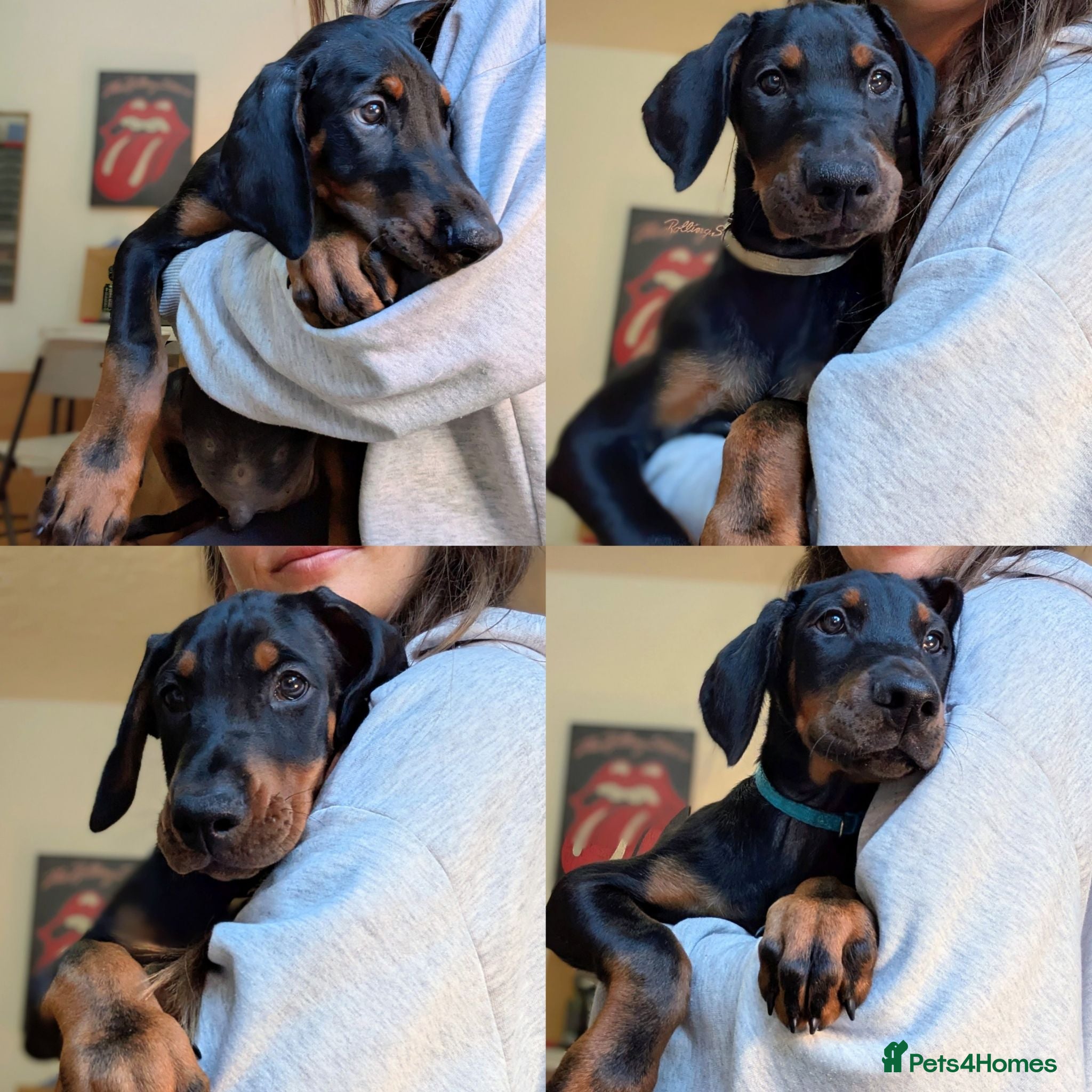 Dobermann dogs Ready for new homes today!Vaccination✅ microchip✅ - Advert 18