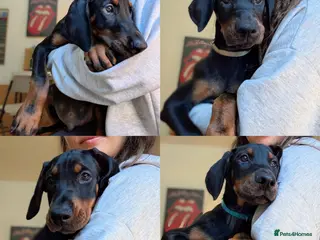 Dobermann dogs Ready for new homes today!Vaccination✅ microchip✅ - Advert 18