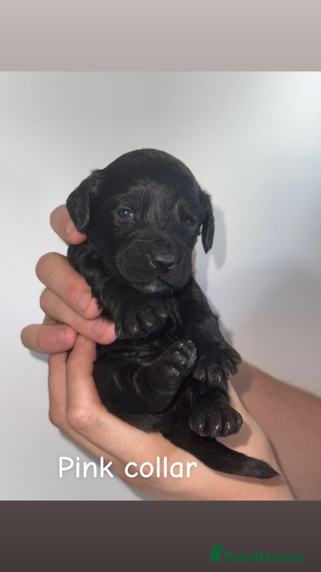 Cockapoo dogs for sale: 🐶 Adorable cockapoos 🐶 - Image 6