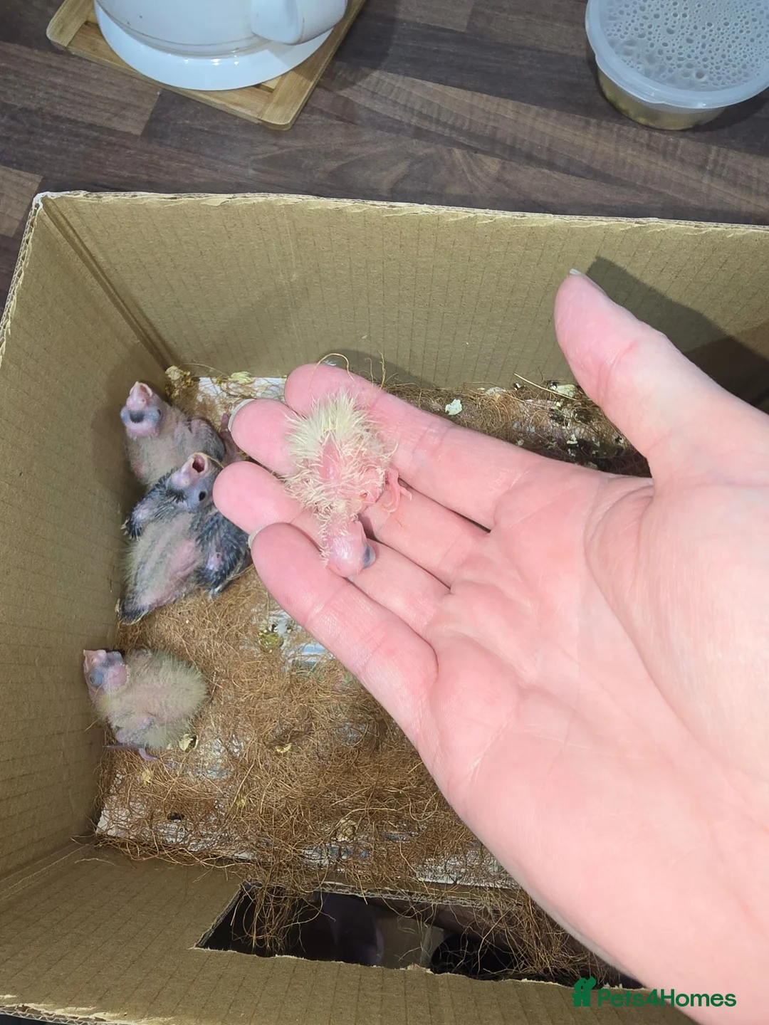 Cockatiels birds for sale: 4 Baby Cockatiels Looking for Loving Homes - Advert 6