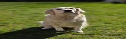 Golden Retriever dogs for sale: Puppies due soon. KC reg family reared  - Advert 4