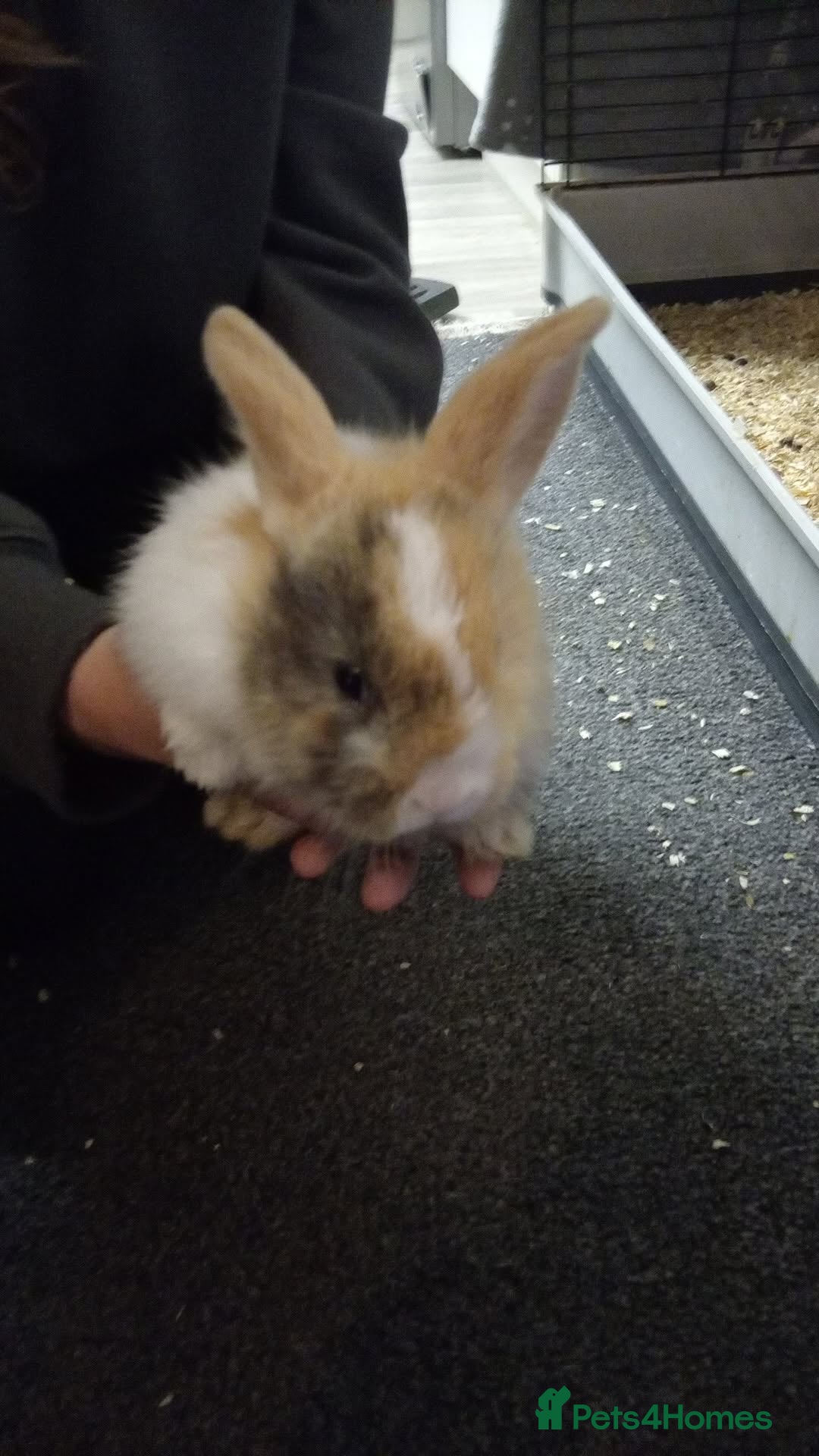 Mixed Breed rabbits for sale: 4 baby rabbits - Advert 4