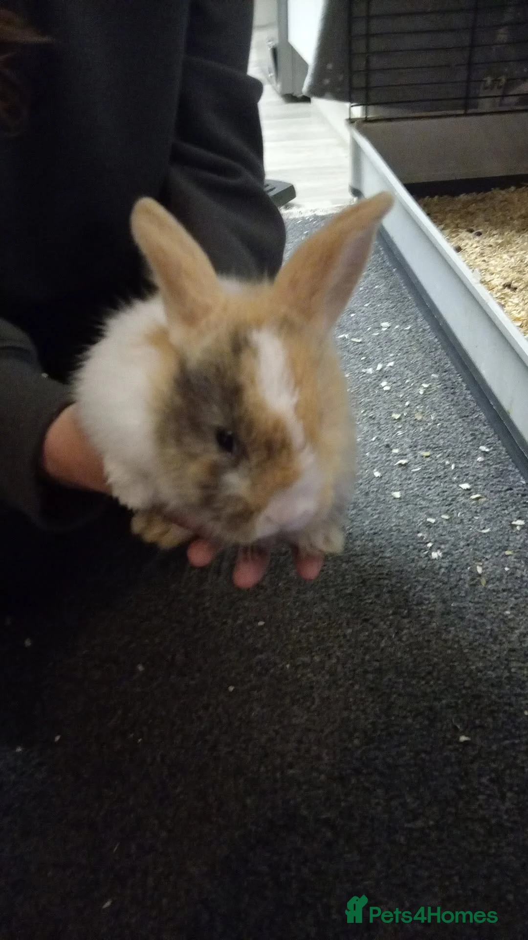 Mixed Breed rabbits for sale: 4 baby rabbits - Advert 4