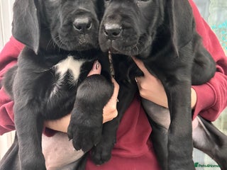 Cane Corso dogs Mr A Hendy - Advert 2