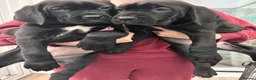 Cane Corso dogs for sale: Mr A Hendy - Advert 1