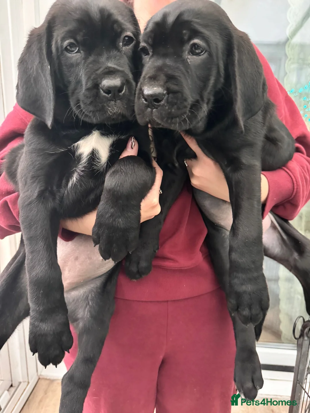 Cane Corso dogs for sale: Mr A Hendy - Advert 1