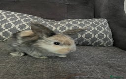 Mini Lop rabbits for sale: Mini lop baby bunnies - Image 8