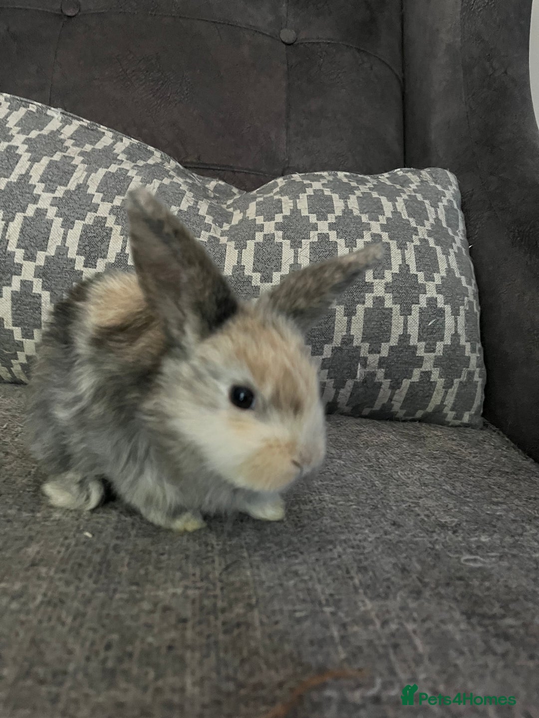 Mini Lop rabbits for sale: Mini lop baby bunnies - Image 8