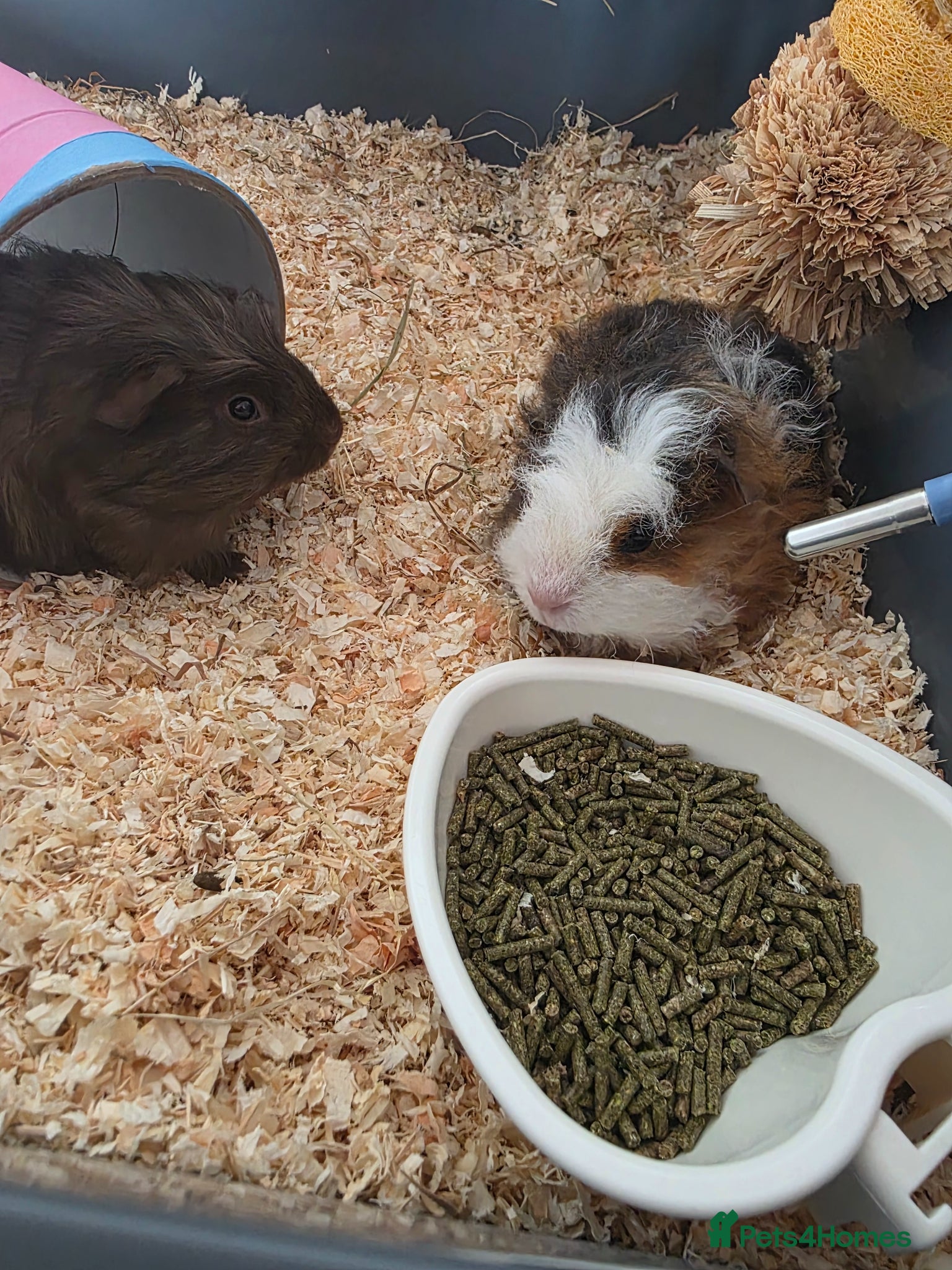 Guinea Pig rodents for sale: X2 male guinea pigs - Advert 3