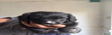 Mixed Breed 4