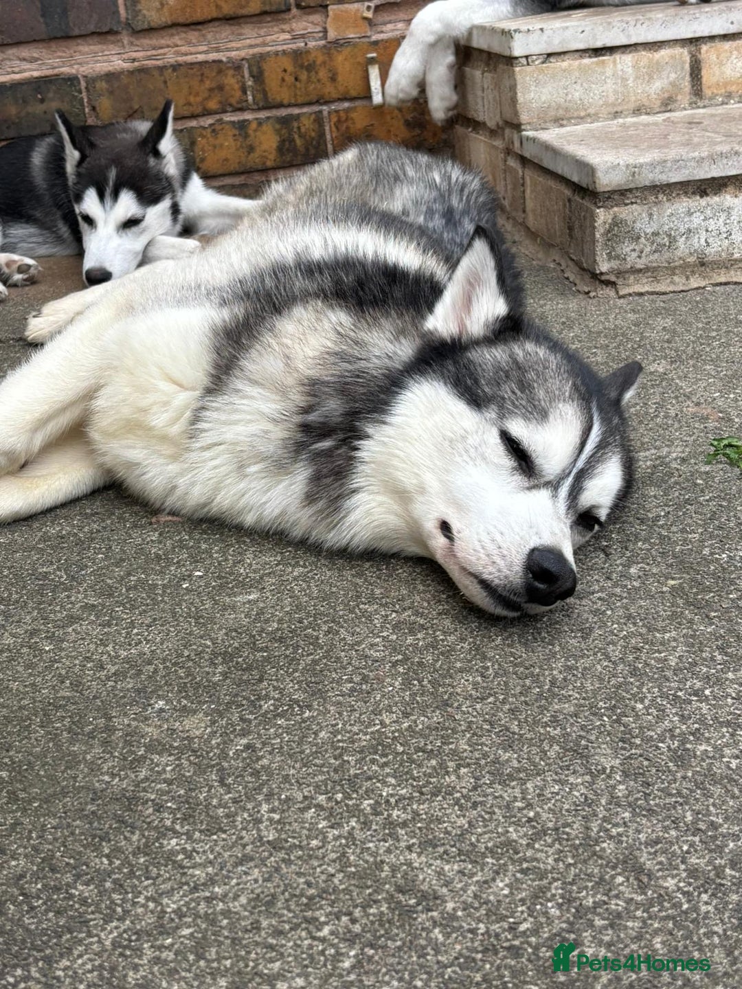 Siberian Husky dogs for sale: 2 year old Siberian husky  - Image 3