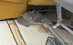 British Shorthair cats for sale: British shorthair - Image 2
