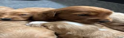 Mini Goldendoodle dogs for sale: F1 miniature Goldendoodle puppies. - Advert 15