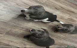 Dachshund dogs for sale: 🩶Silver miniature dachshunds litter READY TO GO🩶 - Image 3