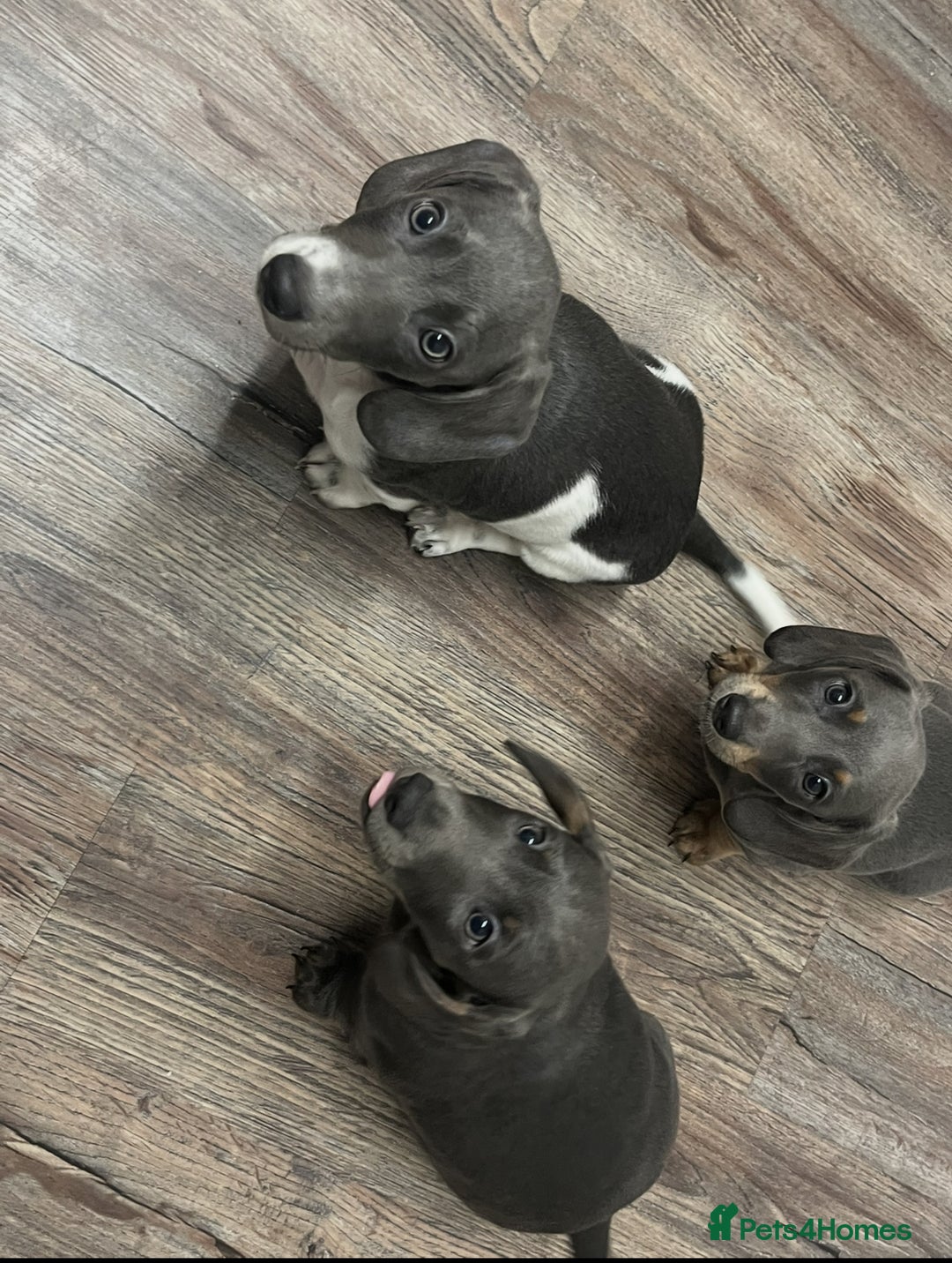 Dachshund dogs for sale: 🩶Silver miniature dachshunds litter READY TO GO🩶 - Image 3