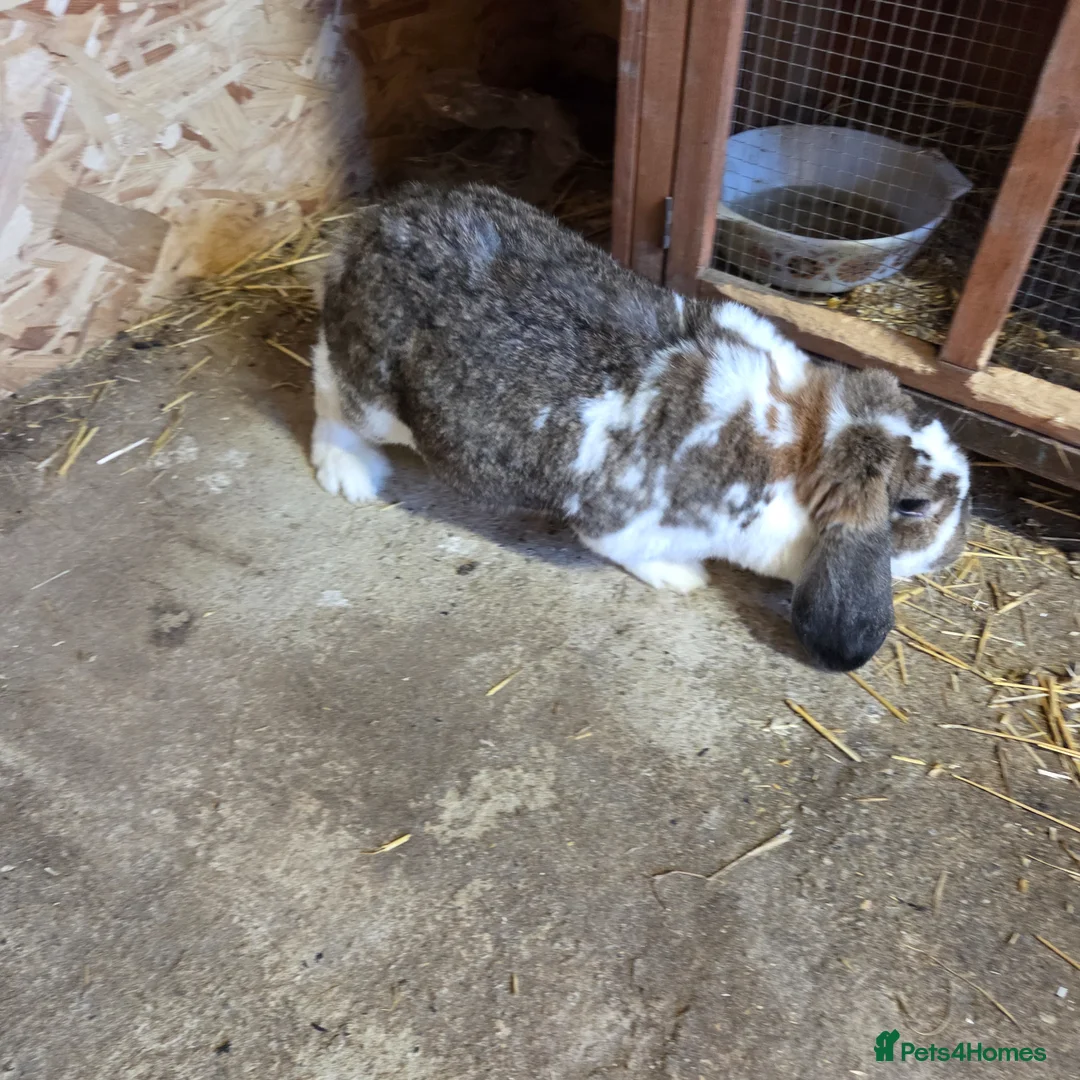 French Lop rabbits for sale: Giant frech lop - Advert 8