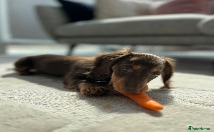 Miniature Dachshund dogs - Advert 4