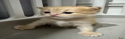 British Longhair cats for sale: 1 Ginger Male Longhair - Advert 1