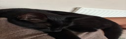 Mixed Breed cats for sale: Male Black Cat - Advert 3