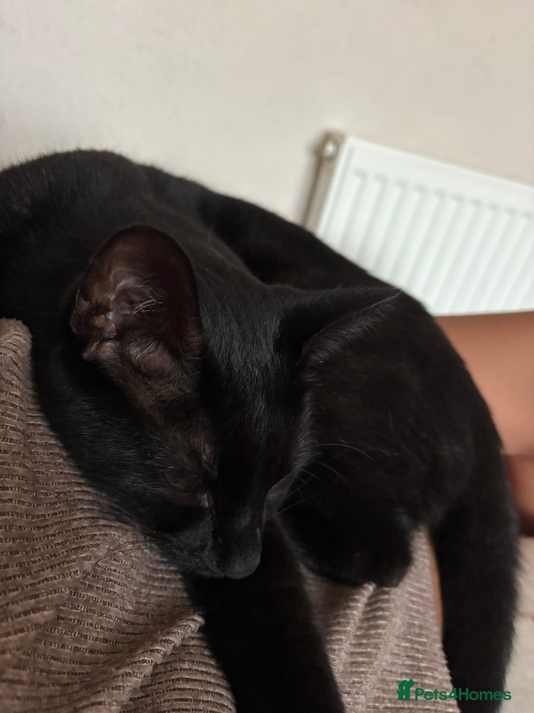 Mixed Breed cats for sale: Male Black Cat - Advert 3