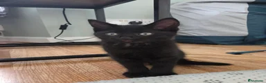 Mixed Breed Kitten 4