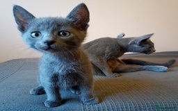 Russian Blue cats for sale: Russian Blue Kittens - 2 Boys left - Image 10