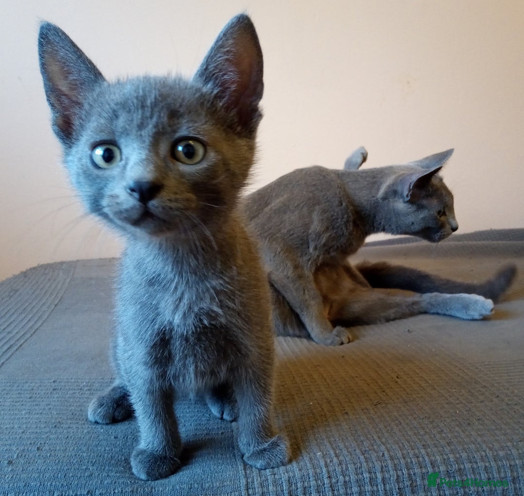 Russian Blue cats for sale: Russian Blue Kittens - 2 Boys left - Image 10