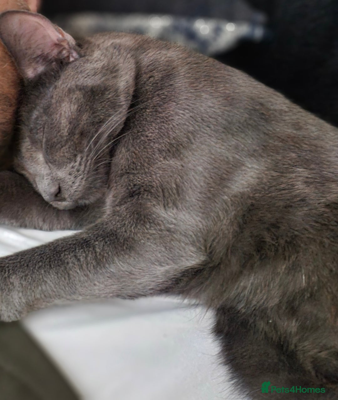 British Shorthair cats for sale: Shadow  - Image 4