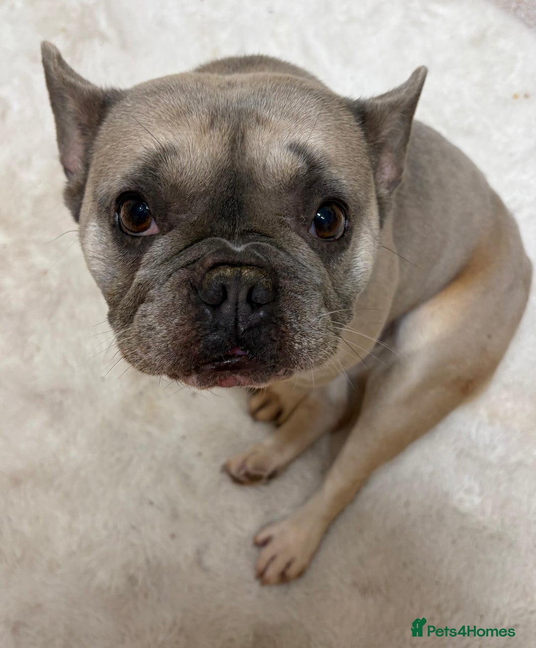 French Bulldog dogs for sale: French Bulldog for rehoming - Advert 5