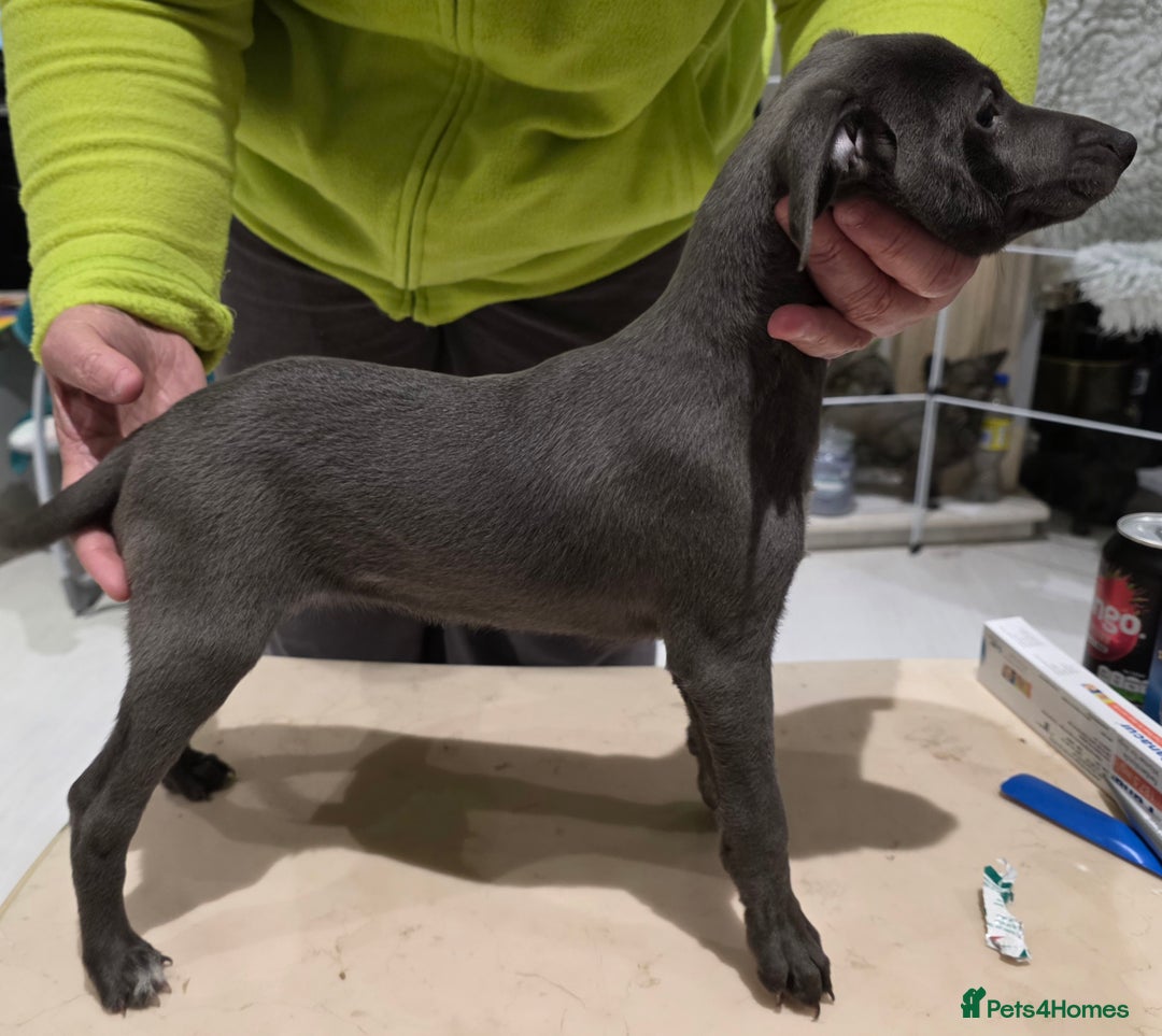 Italian Greyhound dogs for sale: KC reg quality blue boys looking for living homes - Advert 5