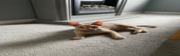 Mixed Breed cats for sale: Rehome Our Charming 5-Year-Old Sphynx in Seaham - Advert 4