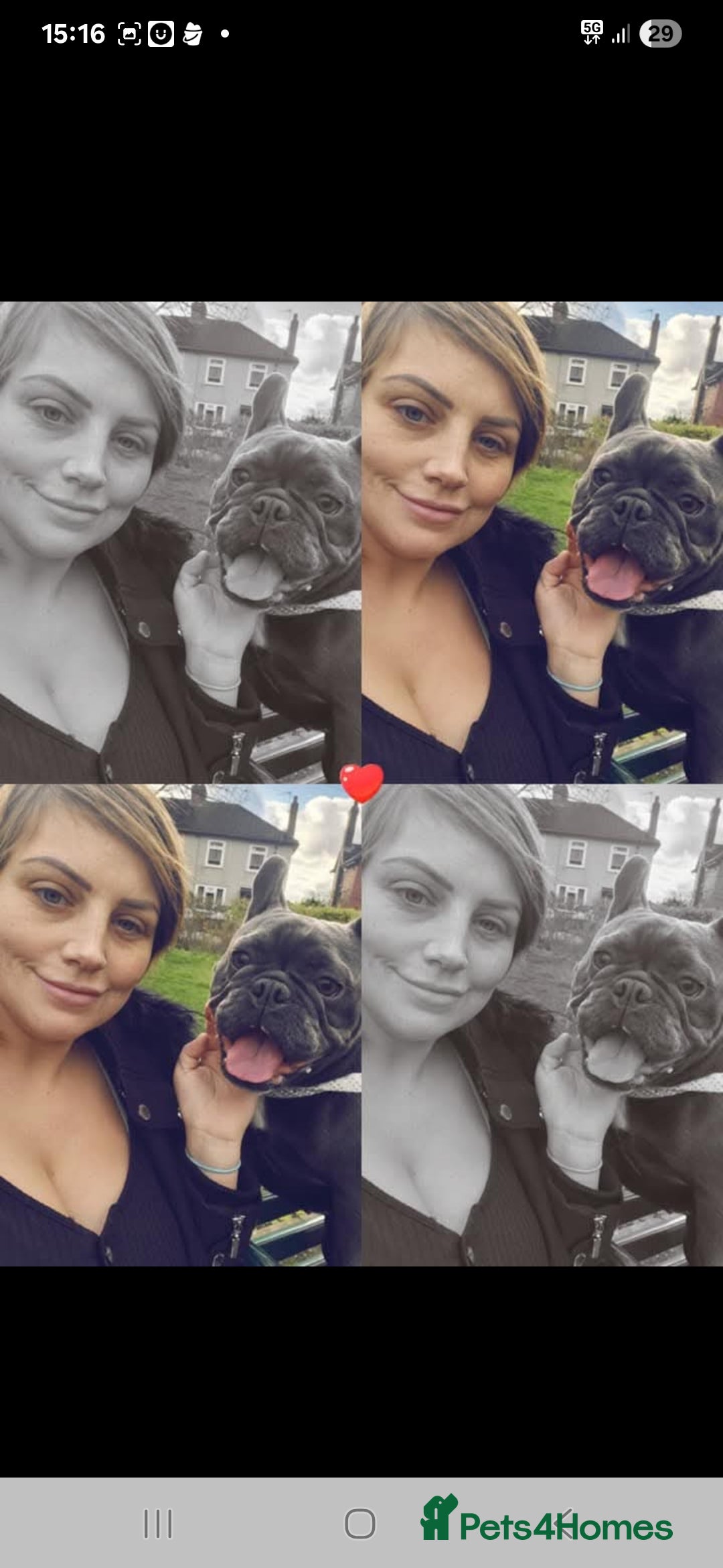 French Bulldog dogs for sale: Frenchie  - Image 3
