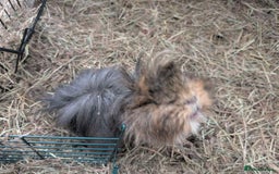 Guinea Pig rodents for sale: 3 female guinea pigs and all equipment with them  - Image 6
