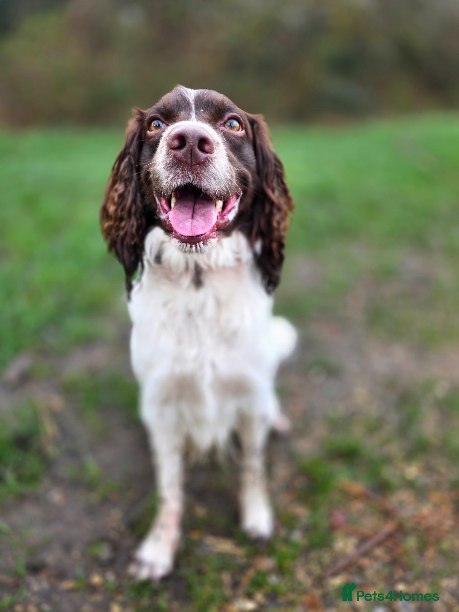 English Springer Spaniel dogs English Springer Spaniel.Proven.GGS of Helmsway  - Advert 3