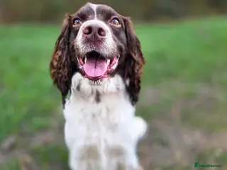 English Springer Spaniel dogs English Springer Spaniel.Proven.GGS of Helmsway - Advert 3