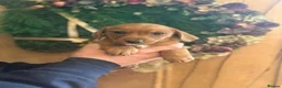 Mixed Breed dogs for sale: Adorable Norfolk Terrier × Jackdach Puppies - Advert 6
