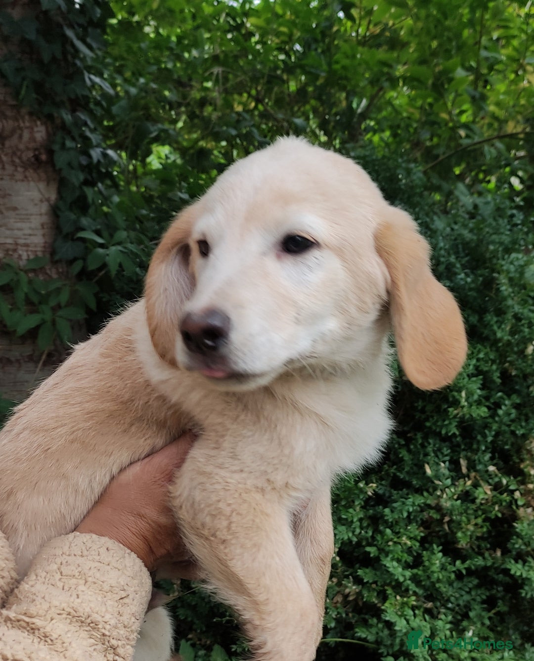 Labradoodle dogs for sale: Labradoodle / Fox Red Labrador X Puppies - Image 23