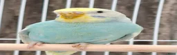 Mixed Breed birds for sale: Budgies for sale  - Advert 28