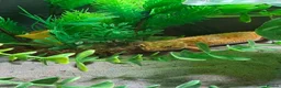 Leopard Gecko reptiles for sale: Tangerine Leopard Gecko Looking For A New Home - Advert 3
