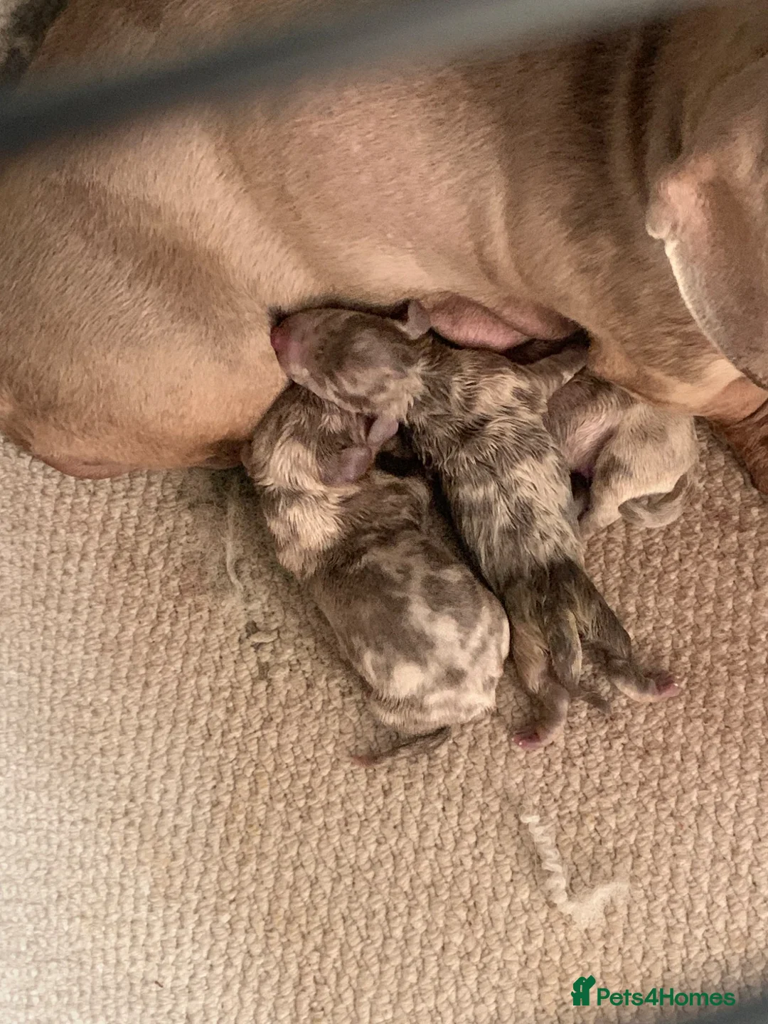 Dachshund dogs for sale: Daschund puppies  - Advert 1
