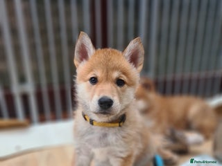 Mixed Breed dogs Czech Wolfdog × Akita/Malamute Puppies - Advert 1