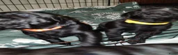 Labrador Retriever dogs for sale: Gorgeous  labrador retriever puppies for s in Durham - Advert 14