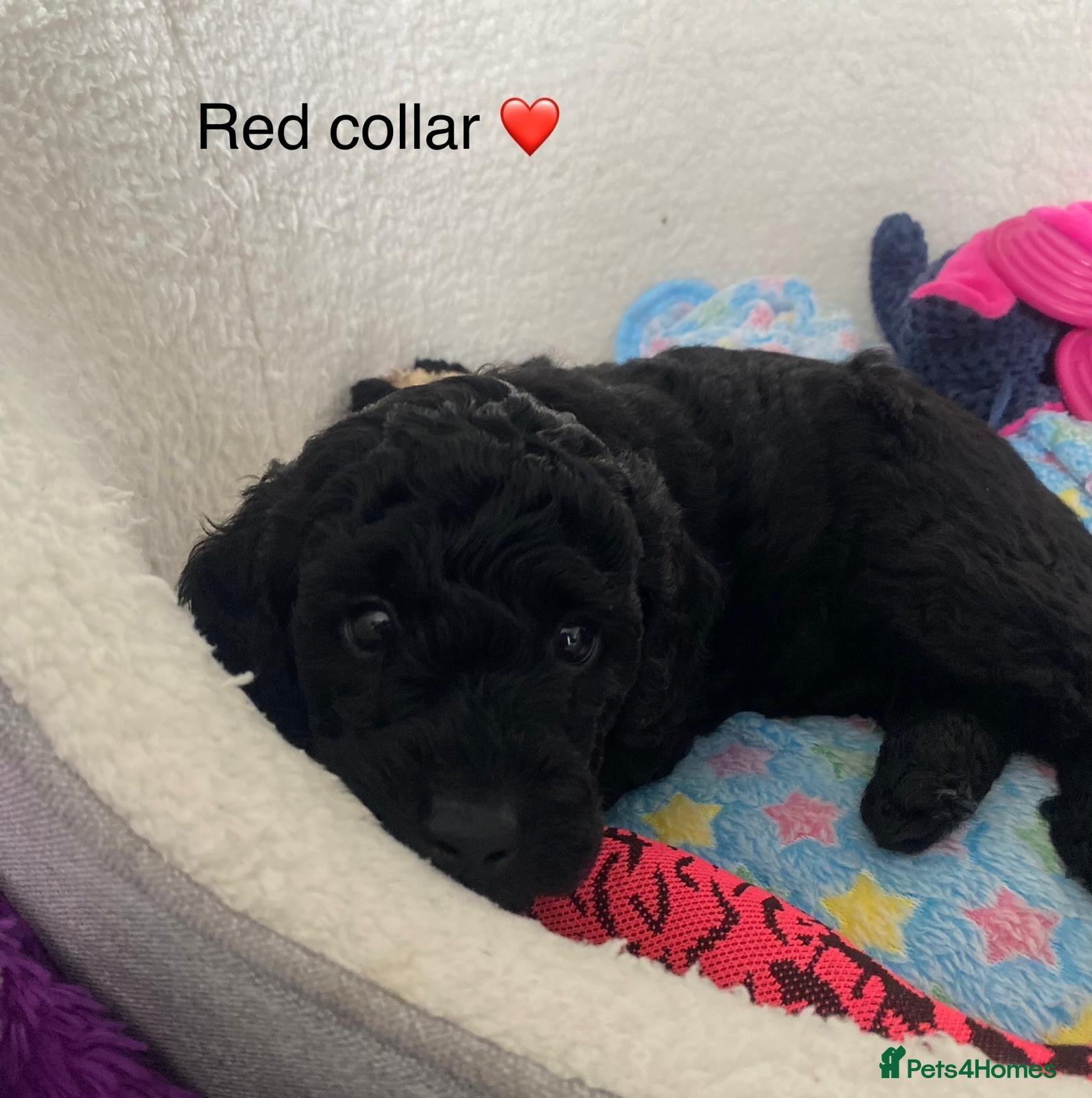 Miniature Poodle dogs KC REG DNA HEALTH TESTED MINIATURE POODLES - Advert 2