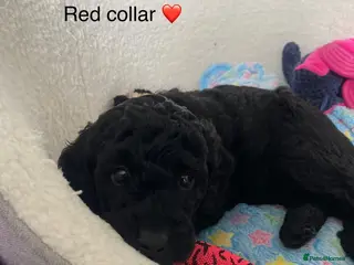 Miniature Poodle dogs KC REG DNA HEALTH TESTED MINIATURE POODLES - Advert 2