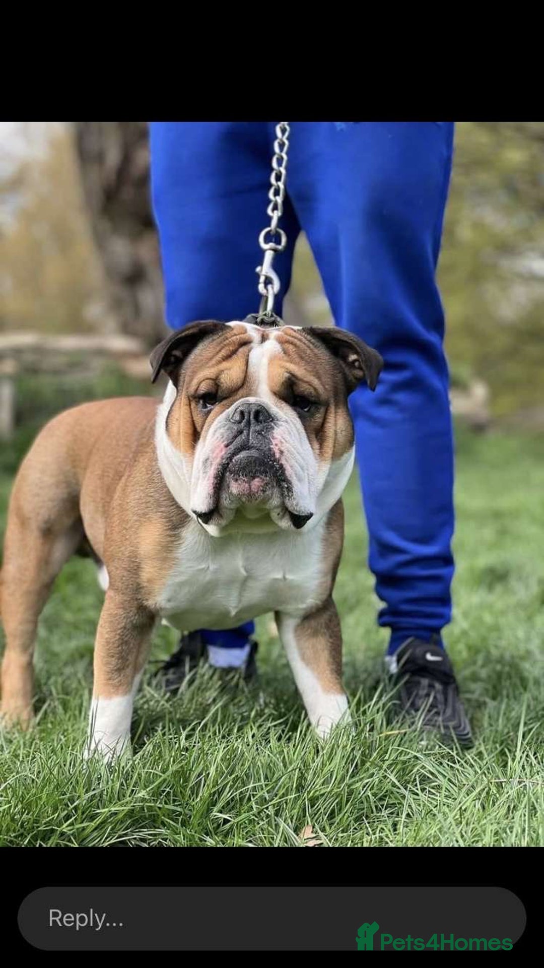 English Bulldog dogs for stud: Rocky ukbkc/nebbr registered  in Erith - Advert 4