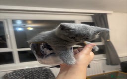 British Shorthair cats for sale: Beautiful British Shorthair Kittens - Image 2